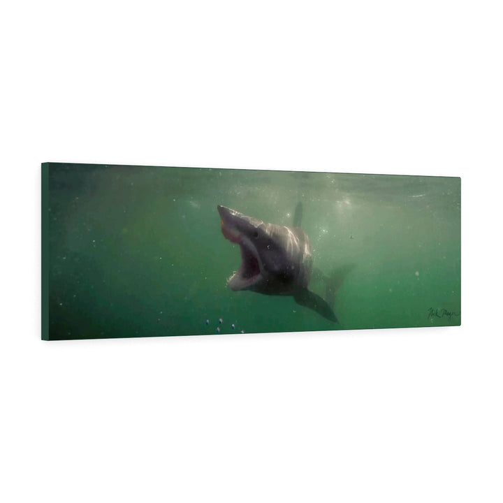 Translation missing: en.Mako Shark, Canvas Gallery Wrap, Photograph